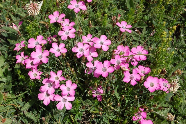 Dianthus pavonius Alpine Garden Society